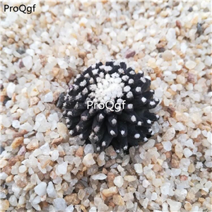 39usd Prodgf 2Pcs A Set Rebutia fulviseta modie plant
