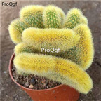 89usd Prodgf 2Pcs A Set huangjintiao zhuihua plant