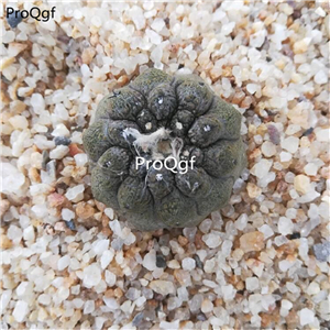 39usd Prodgf 2Pcs A Set xiyipi rare plant