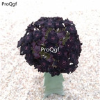 59usd Prodgf 1Pcs A Set gudunvwang plant