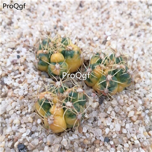 89usd cactus Prodgf 3Pcs A Set haiwangjin plant