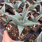 89usd Prodgf 1Pcs A Set buxingzhe Sansevieria trifasciata plant