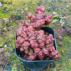 39usd Prodgf 1Pcs A Set gaosha zhuihua Mammillaria plant
