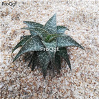 39usd Prodgf 1Pcs A Set Aloe descoingsii Reynolds dikeluhui plant