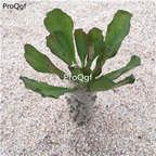 39usd Prodgf 1Pcs A Set   Euphorbia venenifica plant