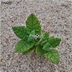 39usd prodgf 1pcs mint  Sinningia leucotricha  boheduanya plant
