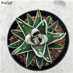 39usd Prodgf 1Pcs A Set yingyeshierjuan plant