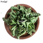 39usd Prodgf 1Pcs A Set   aucaria tuberculosa plant