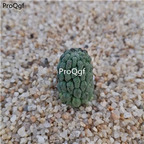 39usd Prodgf 1Pcs A Set Larryleachia cactiformis plant