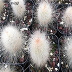 39usd Prodgf 1Pcs A Set Espostoa lanata plant