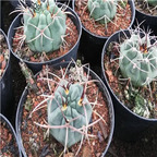 39usd Prodgf 1Pcs A Set  Gymnocalycium spegazzinii plant