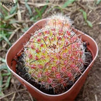 39usd Prodgf 2Pcs A Set  hongnawan plant