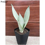 39usd Prodgf 3Pcs A Set  Sansevieria trifasciata baiyu plant
