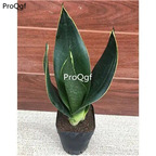 39usd Prodgf 3Pcs A Set  Sansevieria trifasciata heizuan plant