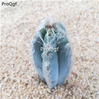 39usd Prodgf 2Pcs A Set blue Pilosocereus pachycladus plant