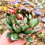 39usd Prodgf 2Pcs A Set echeveria fulamenge plant
