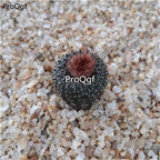 39usd ngryise 2pcs Frailea cataphracta plant