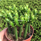 39usd Prodgf 3Pcs A Set   Euphorbia tirucalli plant