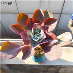 39usd Prodgf 1Pcs A Set  first kiss xiuyan chuwen plant