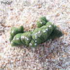 39usd Prodgf 1Pcs A Set  wuzhishan zhuihua plant