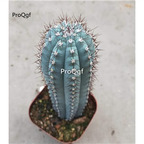 39usd prodgf 1pcs Cipocereus bradei jituizhu plant