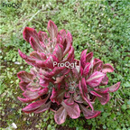 39usd Prodgf 1Pcs A Set feicuigejin plant red succulent