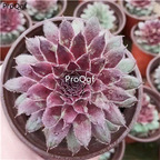 39usd Prodgf 1Pcs A Set Sempervivum bingdao plant