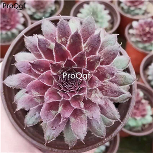 39usd Prodgf 1Pcs A Set Sempervivum bingdao plant