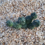 39usd Prodgf 1Pcs A Set qingqibin opuntia tuanshan plant