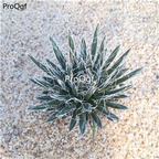 59usd Prodgf 1Pcs A Set Agave americana shubing plant