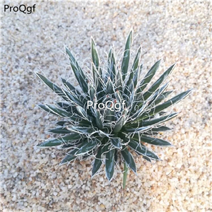 59usd Prodgf 1Pcs A Set Agave americana shubing plant