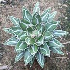 39usd Prodgf 1Pcs A Set Agave americana shizhixue plant