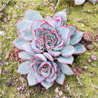 39usd Prodgf 1Pcs A Set echeveria moon goddess plant