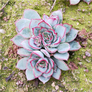 39usd Prodgf 1Pcs A Set echeveria moon goddess plant