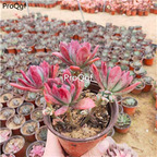 39usd Prodgf 1Pcs A Set echeveria hongzhilian cluster plant