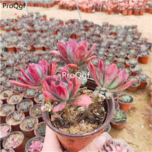 39usd Prodgf 1Pcs A Set echeveria hongzhilian cluster plant