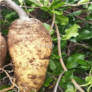 39usd Prodgf 1Pcs A Set Fockea edulis plant