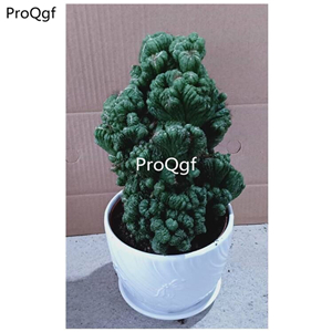 59usd prodgf 1pcs Cereussp shanyingquan plant