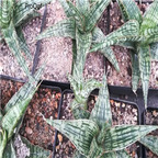 59usd Prodgf 1Pcs A Set Sansevieria trifasciata  modengnvlang plant