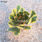 59usd Prodgf 1Pcs A Set beixin qilin plant succulent