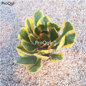 59usd Prodgf 1Pcs A Set beixin qilin plant succulent
