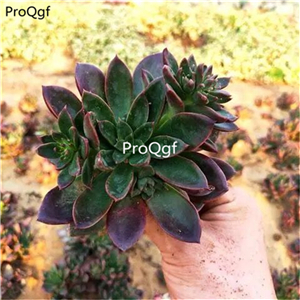 39usd Prodgf 1Pcs A Set rare echeveria lusifuren plant