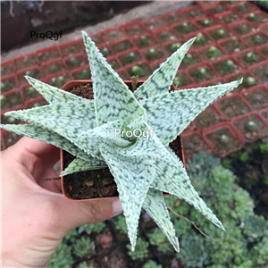 39usd Prodgf 2Pcs A Set rare snow white aloe plant