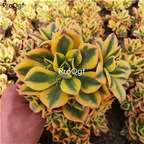 39usd Prodgf 1Pcs A Set rare xingbaofashi echeveria plant