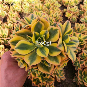 39usd Prodgf 1Pcs A Set rare xingbaofashi echeveria plant