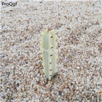 39usd Prodgf 2Pcs A Set rare two color choice longgu keel plant