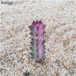 39usd Prodgf 2Pcs A Set rare two color choice longgu keel plant