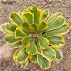 59usd Prodgf 1Pcs A Set rare shanbei qilin plant succulent