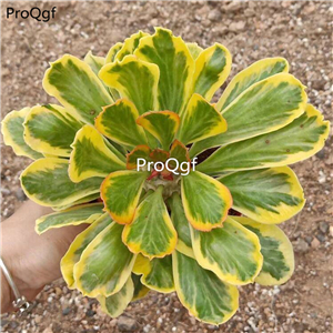59usd Prodgf 1Pcs A Set rare shanbei qilin plant succulent