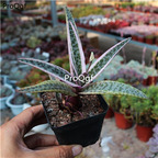 39usd Prodgf 1Pcs A Set Drimiopsis kirkii  plant